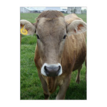 Le portrait de la vache de Jersey