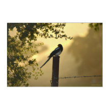 Mina sur une clôture