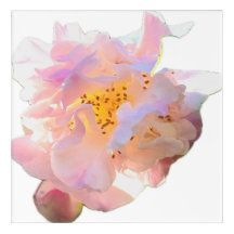 Mur de style aquarelle Fleur de pivoine rose Acryl