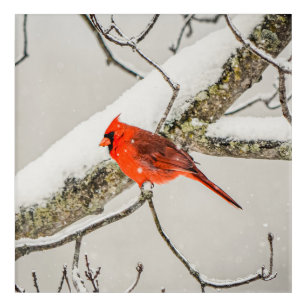 Art Mural En Acrylique Oiseau cardinal des mâles rouges d'hiver 