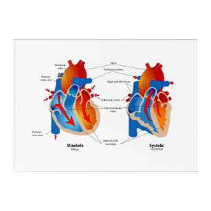 Art Mural En Acrylique Organigramme Médicale du flux sanguin cardiaque