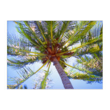 PALME ENSOLEILLÉ 10x14