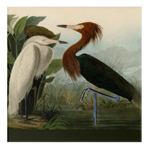 Art Mural En Acrylique Peinture de la faune d'Audubon Heron violet