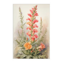 Splendor Snapdragon