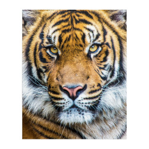 Art Mural En Acrylique Tiger face