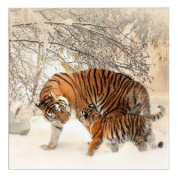Un beau tigre et un petit dans la neige