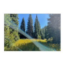 Un Mur Acrylique De Forêt Magique