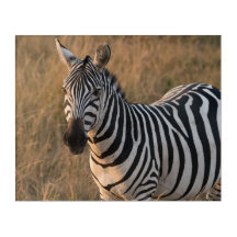 Zèbre en milieu africain sauvage