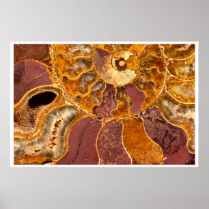 Art mural fossile d'ammonite Abstrait tons de te