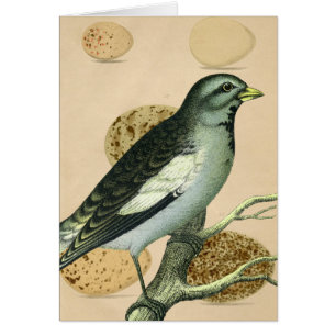 Art numérique vintage d'oiseaux