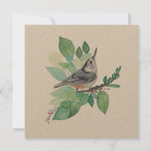 Art Nuthatch à poitrine blanche