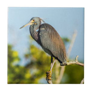 Art parfait de carreau de céramique d'oiseau
