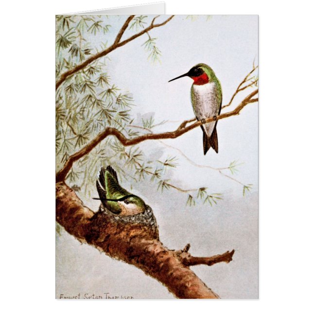 Art Rubis-Throated réaliste de colibri (Devant)