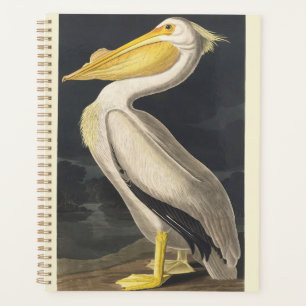 Art Vintage Audubon Pélican Blanc d'Amérique