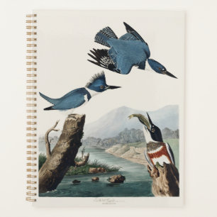Art vintage de l'Alcedo ceinturé d'Audubon