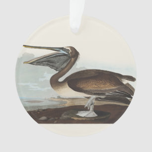 Art Vintage d'Oiseau Marin Côtier Pélican Brun d'A