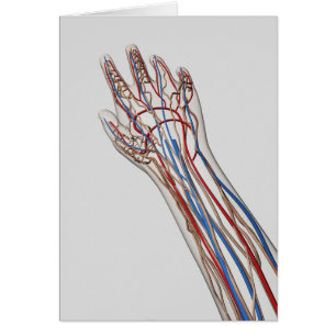 Artères, Veines Et Système Lymphatique 3