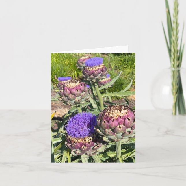 Artichauts en fleurs (Devant)