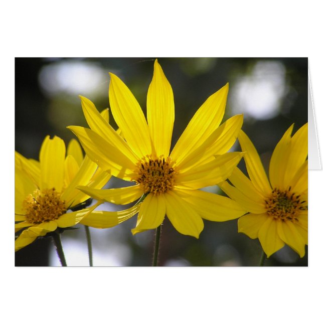 Artichoke de Jérusalem (Devant Horizontal)