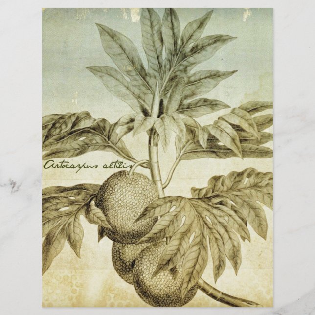 Artocarpus Altilis (Devant)