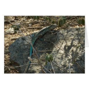 Aruba Whiptail Lizard Photographie d'animaux tropi