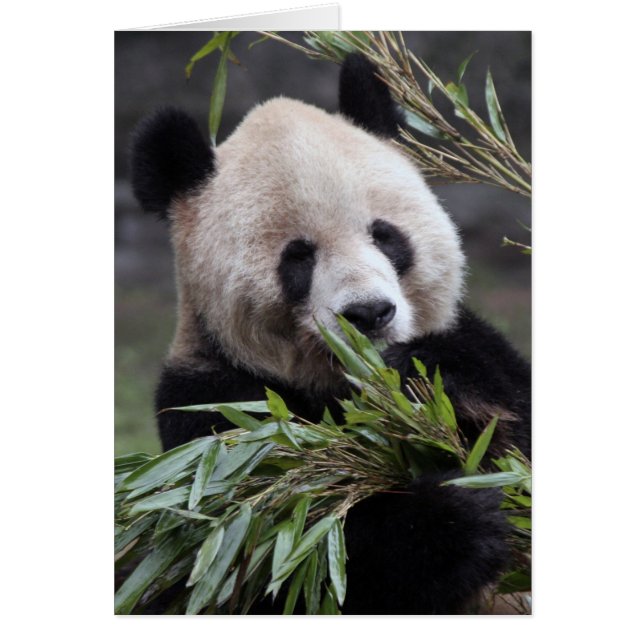 Asie, Chine Chongqing. Panda géant (Devant)