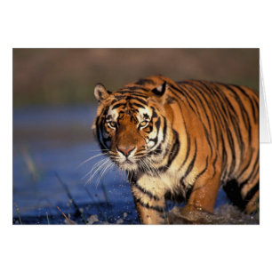 ASIE, Inde, Tigre du Bengale Panthera tigris)