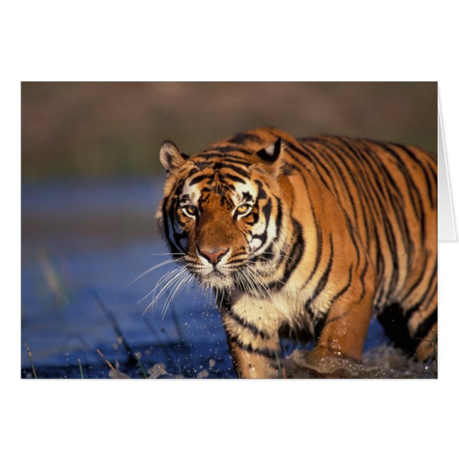 ASIE, Inde, Tigre du Bengale Panthera tigris) (Devant horizontal)