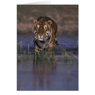 ASIE, Inde Tigre marchant dans l'eau