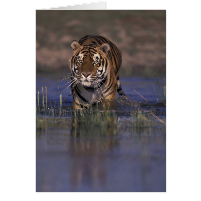 ASIE, Inde Tigre marchant dans l'eau (Devant)