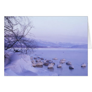 Asie, Japon, Hokkaido, Parc national d'Akan, cygne