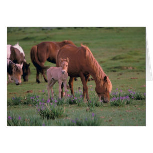 Asie, Mongolie, désert de Gobi. Chevaux sauvages