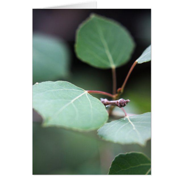 Aspen Closeup (Devant)