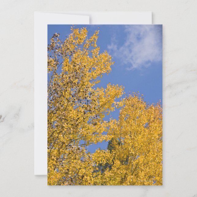 Aspen d'or en automne (Devant)