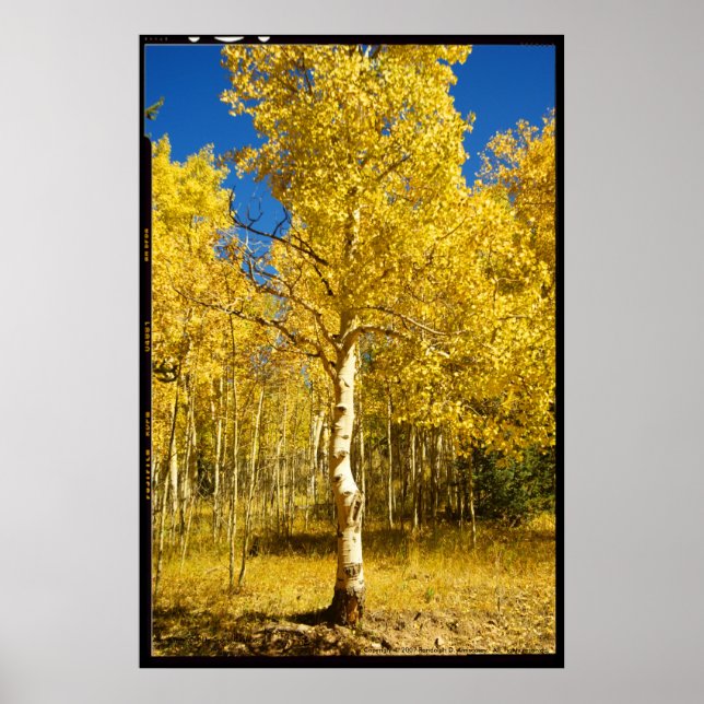 Aspen Tree, Cripple Creek, Colorado Poster (Devant)
