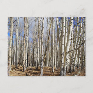 Aspen Trees dans la carte postale hivernale