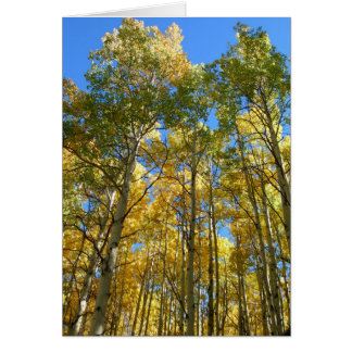 Aspens à l'automne
