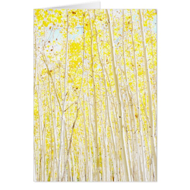 Aspens de gâteau de la vanille (Devant)
