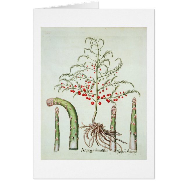 Asperge commune en fleur et fruit, de 'Ho (Devant)