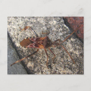 Assassin Bug ~ carte postale