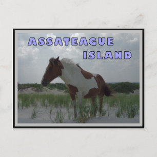 Assateague Wild Hord 2 Carte postale