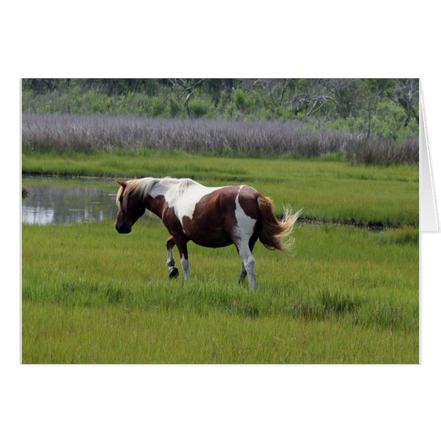 Assateague Wild Horse (Devant horizontal)
