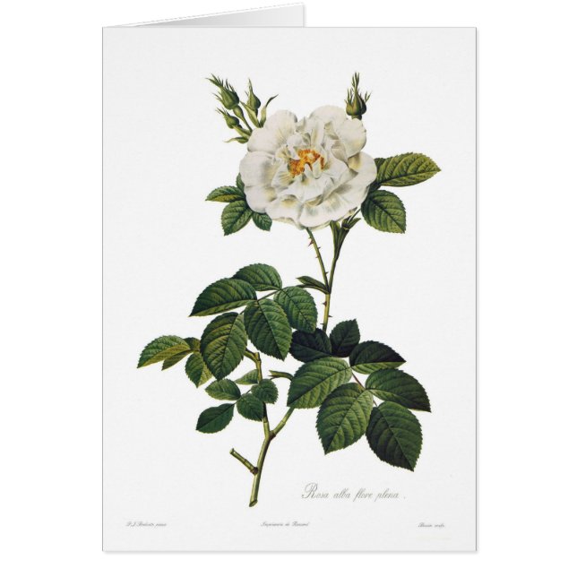 Assemblées plénières alba de flore de Rosa (Devant)