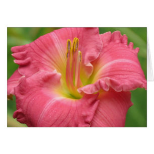 Assez rose - Daylily