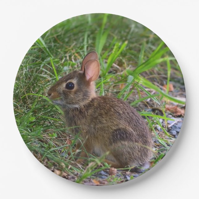 Assiette en papier Lapin Bébé (Devant)