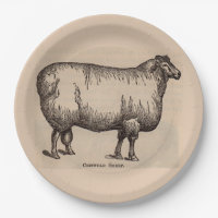 19e century print cotswold sheep