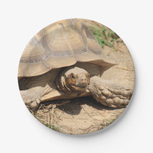 Assiettes En Carton Ala aldabra