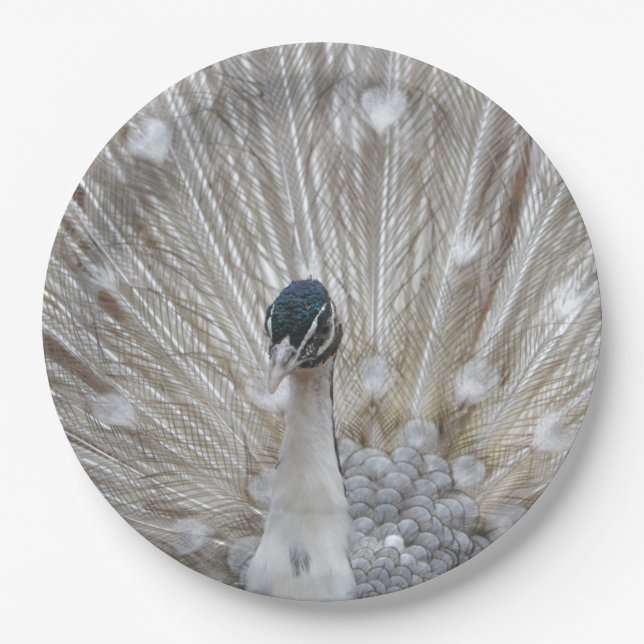 Assiettes En Carton Albino Peacock (Devant)