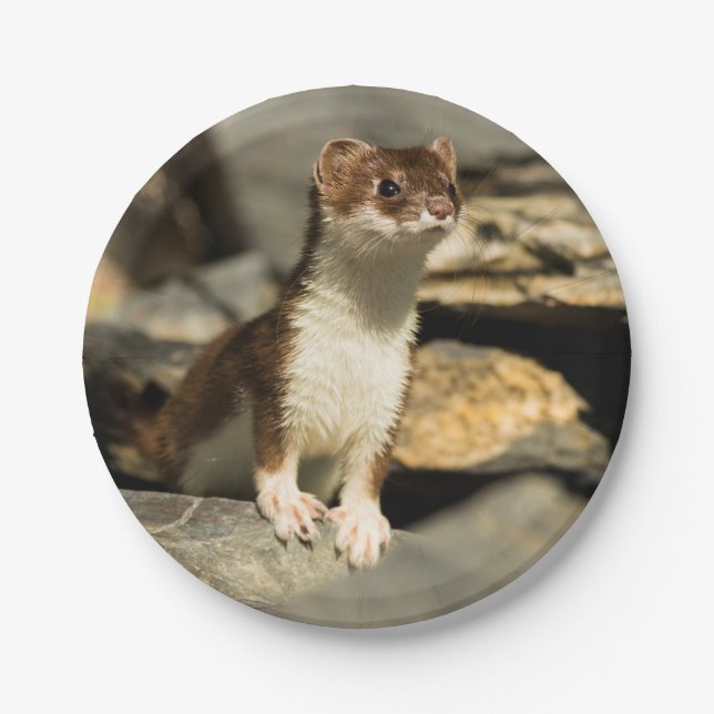Assiettes En Carton Alerte Weasel (Devant)