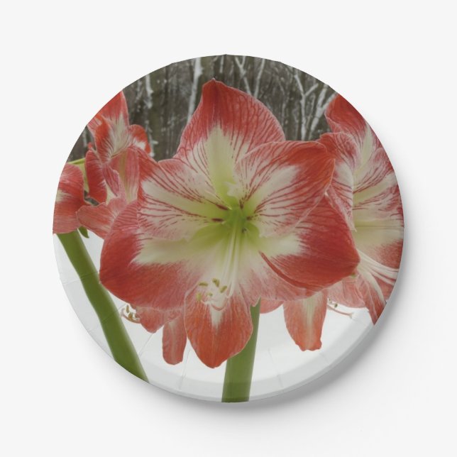 Assiettes En Carton Amaryllis en Fête Rouge Neige Hiver Floral (Devant)